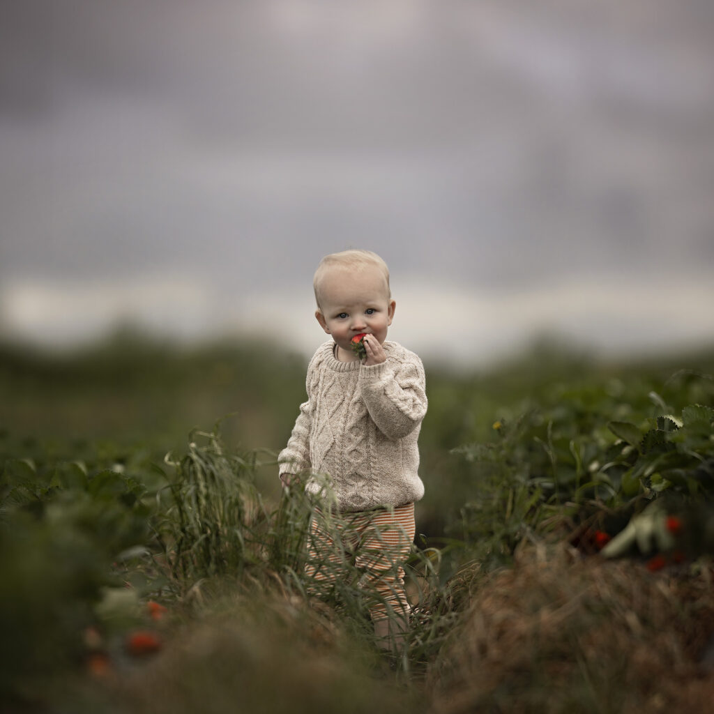 Berry Picking Photoshoot. Small child eating a strawberry