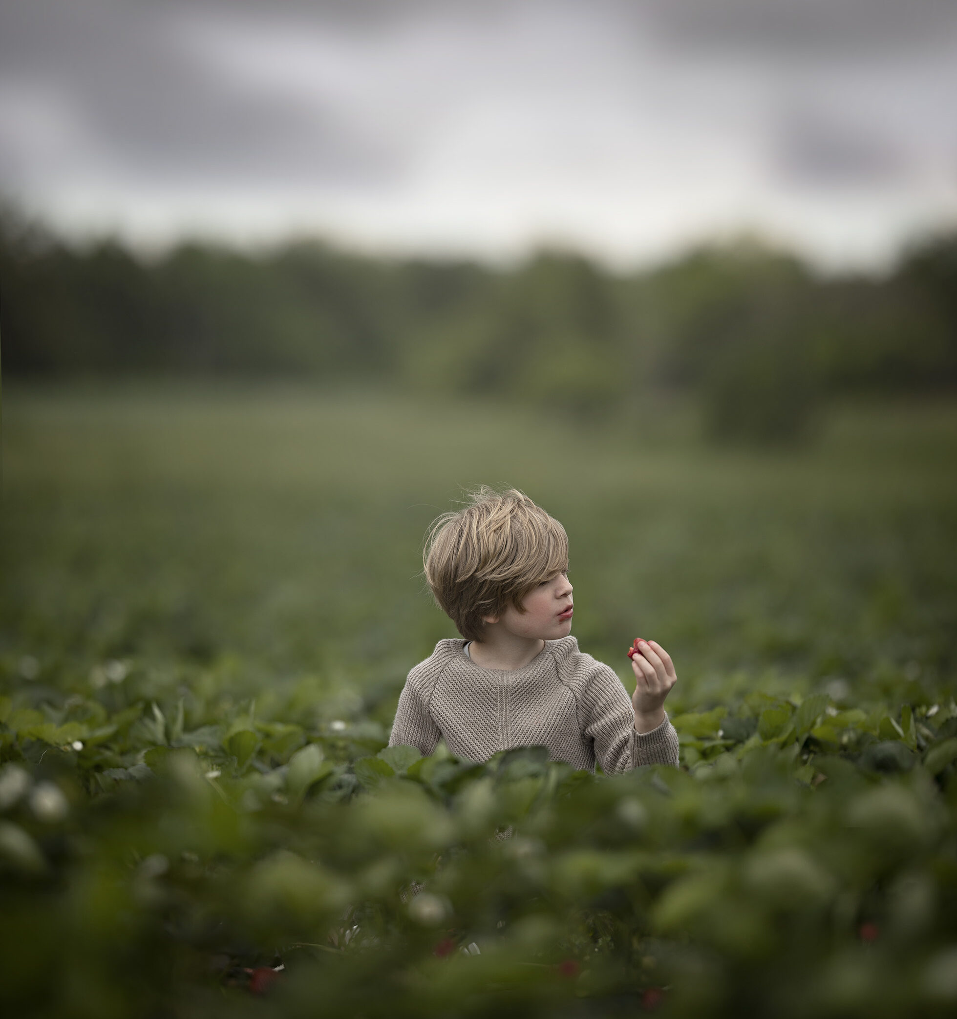 Berry picking photoshoot. Little boy sitting in strawberry field.